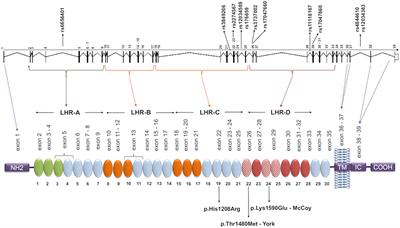 Complement Receptor 1 (CR1, CD35) Polymorphisms and Soluble CR1: A Proposed Anti-inflammatory Role to Quench the Fire of “Fogo Selvagem” Pemphigus Foliaceus